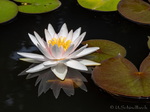Seerose