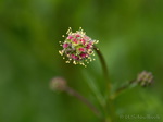 Pimpinelle Blüte
