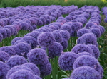 Aliumfeld