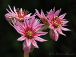 Dach-Hauswurz (Sempervivum tectorum)