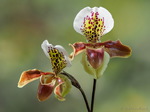 Orchidee