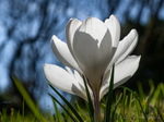 Krokus
