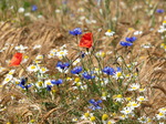 Mohn, Mohnwiese