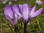 Krokus