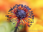 Anemone