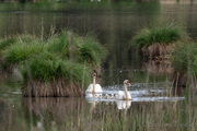 Zellsee, Schwäne