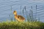 Gänseküken, Gans