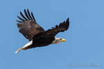 Seeadler
