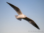 Möwe, Möwen