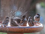 Spatz, Spatzen