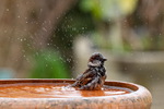 Spatz, Spatzen
