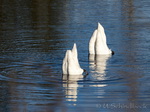 Schwan