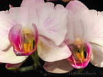 Orchideen