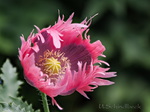 Mohn