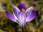 Krokus