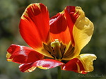 Tulpe