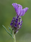 Schopflavendel