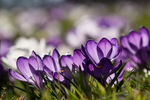 Krokus