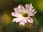 Kaktus Echinopsis