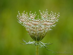Wildemöhre