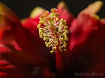 Hibiskus