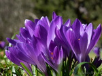 Krokus