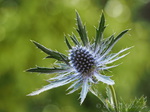 Edeldistel