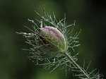 Jungfer im Grünen, Nigella damascena
