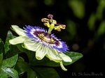 Passionsblume