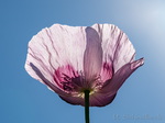 Mohn, Rosa Mohn, Schlafmohn