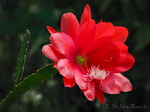 Epiphyllum, Blattkaktus