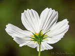 Cosmea, Schmuckkörbchen