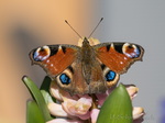 Tagpfauenauge