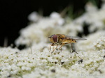 Schwebfliege
