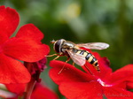 Feldschwebfliege