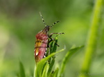 Beerenwanze