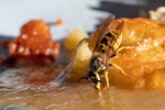 Wespe, Kaiserschmarrnwespe