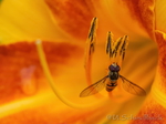 Schwebfliege