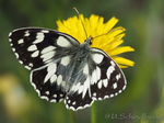Schachbrettfalter