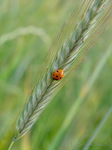Marienkäfer