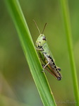 Grashüpfer, Heupferd