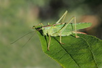 Grashüpfer, Heupferd
