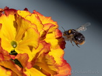 Hummel