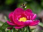 Hummel