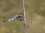 Plattbauchlibelle