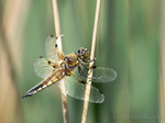 Vierflecklibelle
