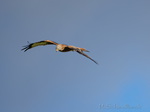 Bussard