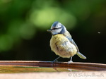 Blaumeise