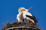 Storch, Störche