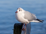Möwe, Möwen